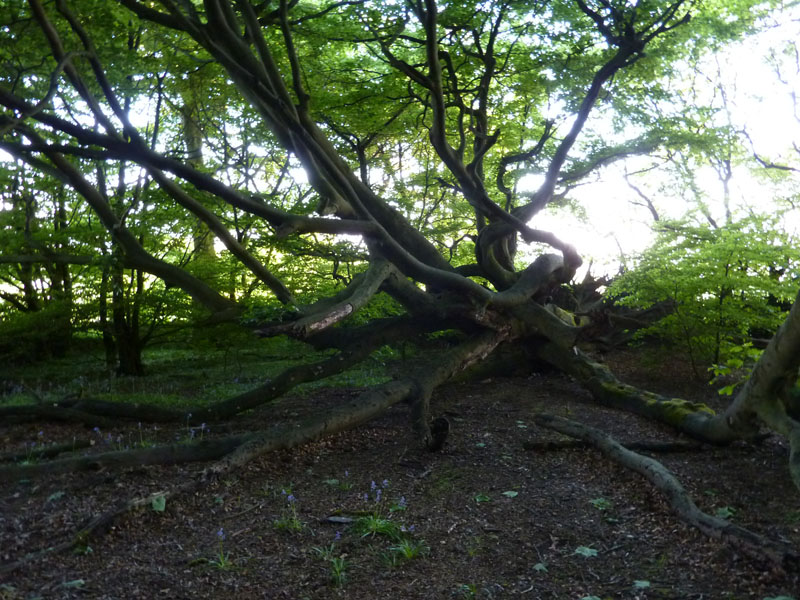 Spider Tree